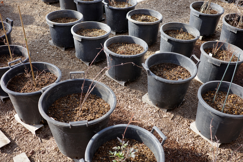 イーサゴでの大鉢の植え替え ブログ クレマチス専門ナーセリー 及川フラグリーン